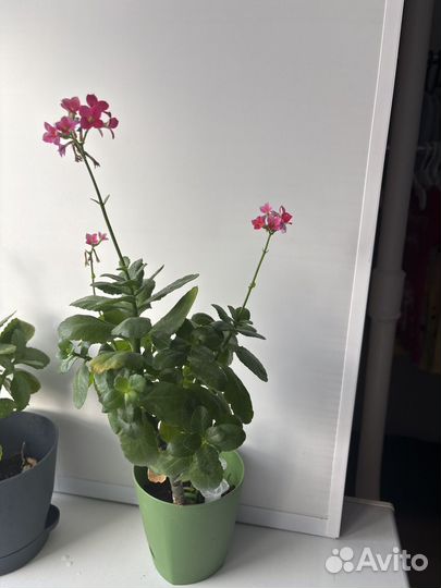 Алоэ и каланхоэ