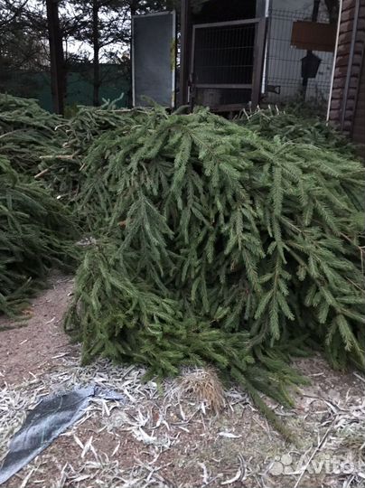 Лапник-Еловые ветки.для декора