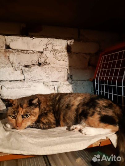 Кошечка-трехцветка на счастье