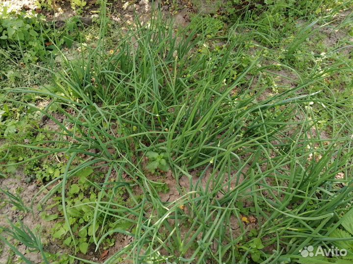 Свежая зелень, овощи,ягоды