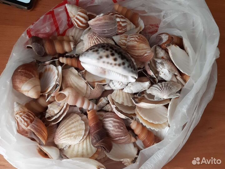Морские ракушки