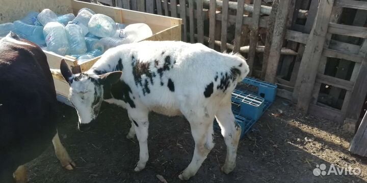 Корова, бык, тёлка, телята