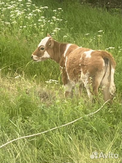 Корова и телочка