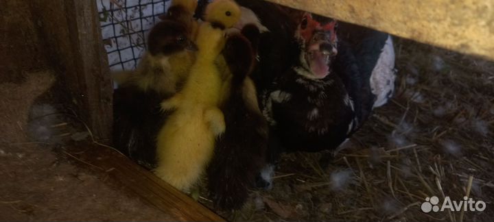 Семья индоуток