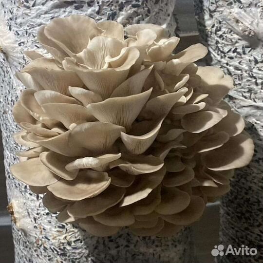 Готовые блоки Вешенки