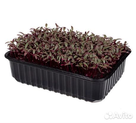 Семена для микрозелени