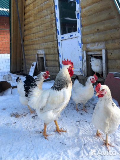 Борковская барвистая и адлерская серебристая