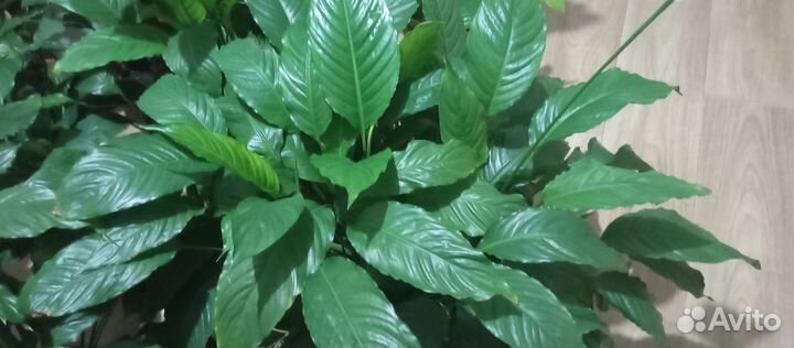 Комнатные цветы