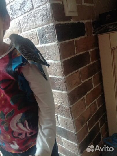 Попугаи:Волнистые, чехи, кореллы,неразлучники