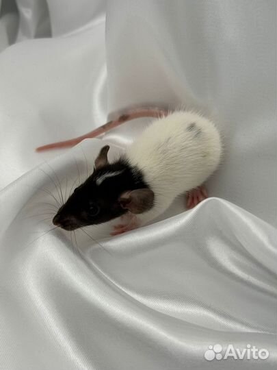 Крыса крысята питомник Москва