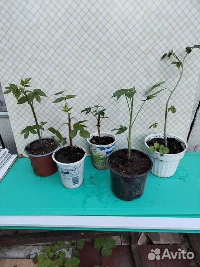 Малина, саженцы. 