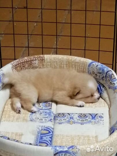 Щенки шпица