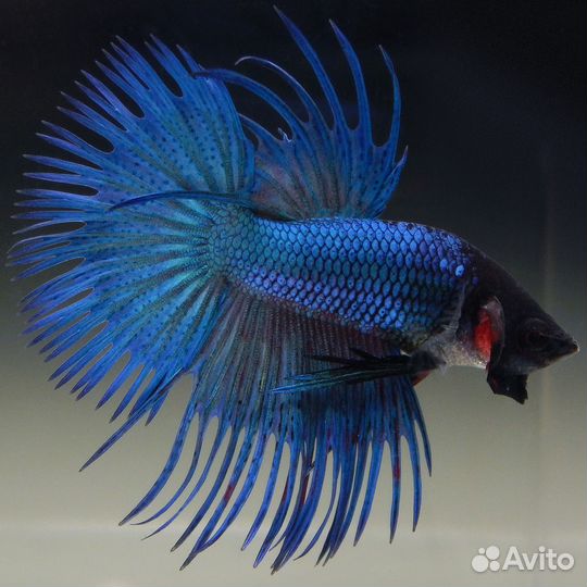 Аквариумные рыбки