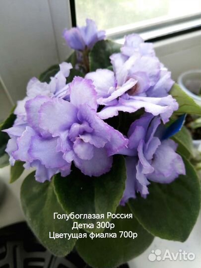 Фиалка сортовая Голубоглазая Россия