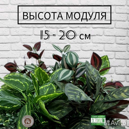 Фитокартина, фитостена, вертикальное озеленение