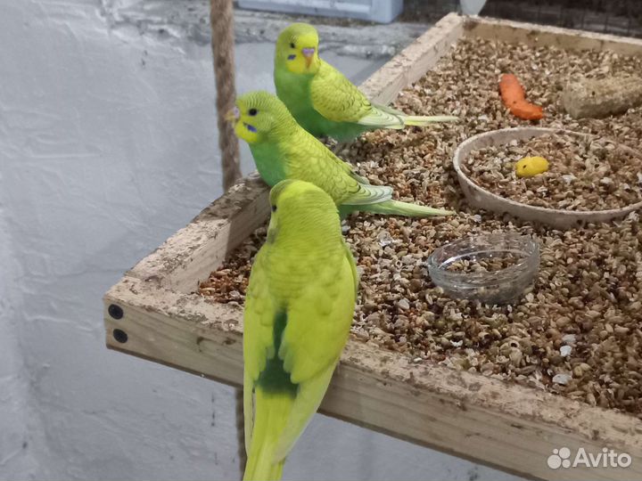 Волнистый попугай