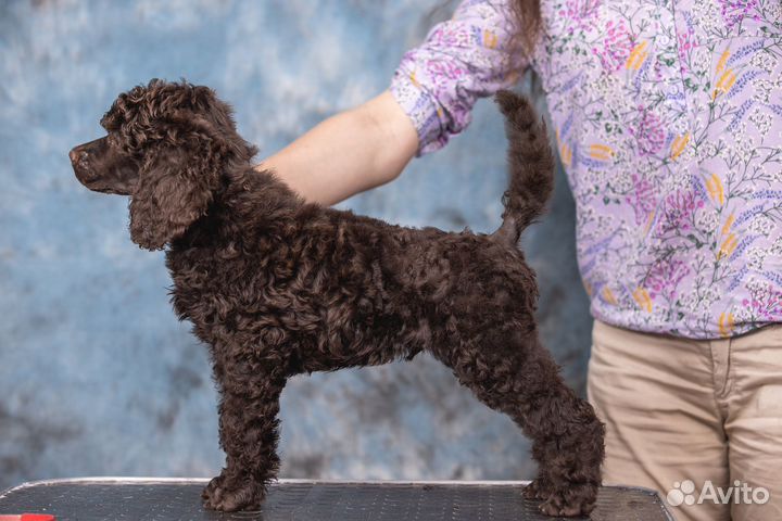 Пудель Сапфир