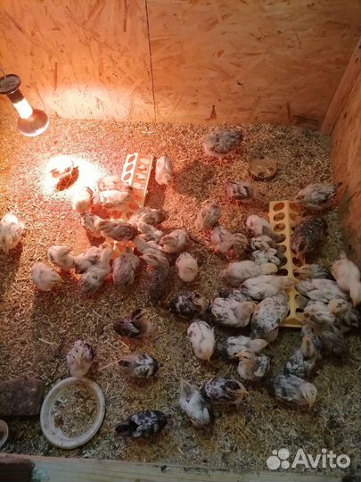 Цыплята борковская барвистая