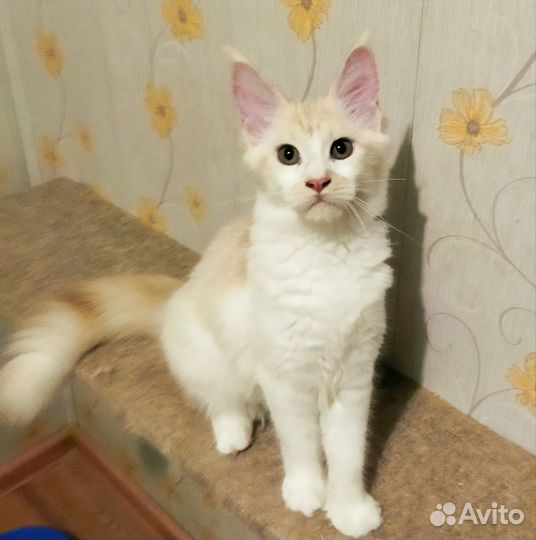 Котята мейн-кун