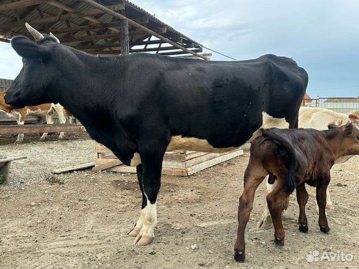 Корова с теленком