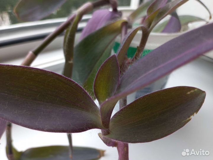 Комнатные растения