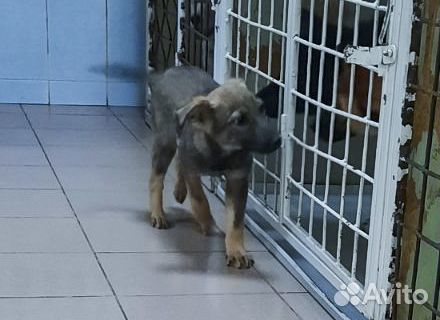 Привитый Райт - щенок-мальчик 4 мес в хор руки