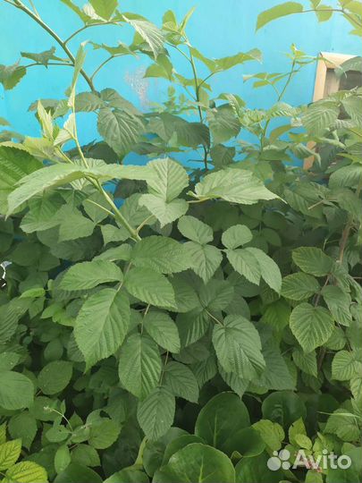 Листья винограда, малины, смородины