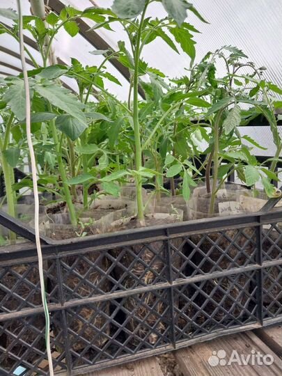 Рассада помидор и огурцов