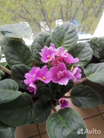 Фиалка фиолетовая