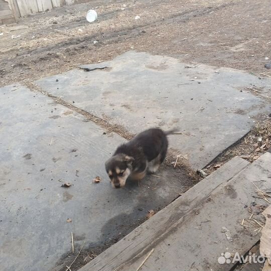 Породу незнаю