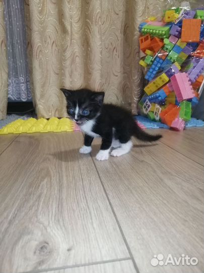 Котят отдам бесплатно