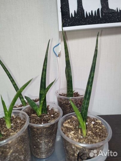 Сансевиерия Фернвурд Микадо цилиндрическая