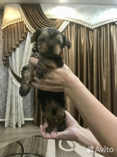 Йоркширский терьер щенки