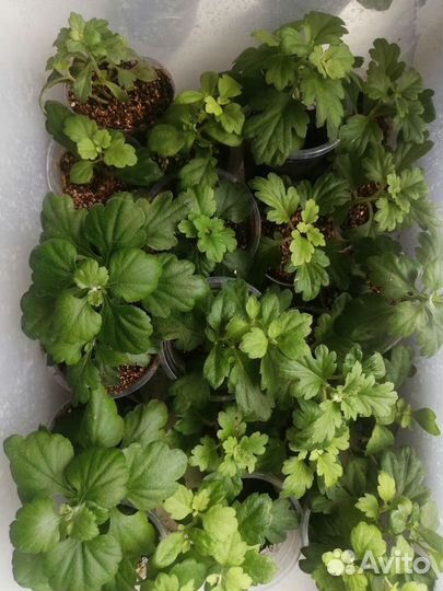 Хризантемы мультифлора