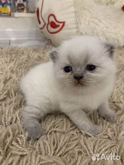 Шотландские котята