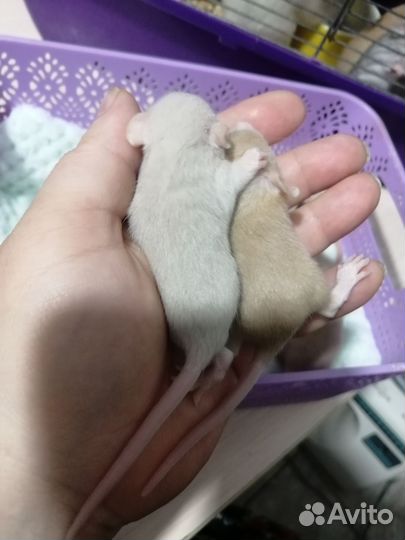 Крыса крысята дамбо рекс