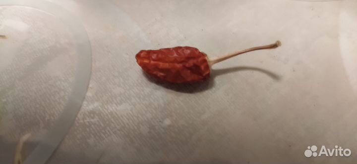 Рассада острого перца