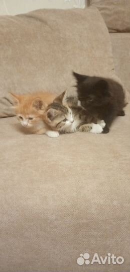 Домашние животные котята бесплатно