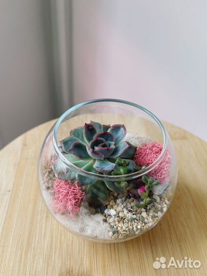 Флорариум с суккулентами