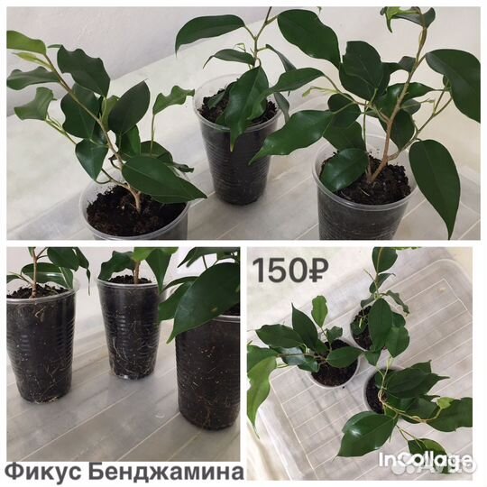 Разные комнатные цветы