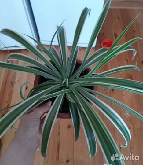 Хойя разные сорта