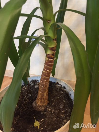 Пальма, драцена,фикус