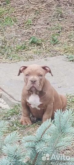 Американский булли покет щенки