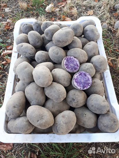 Картофель Фиолетовый