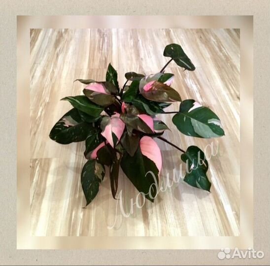 Разные комнатные растения