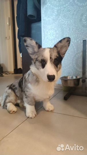 Щенок вельш-корги кардиган мраморный