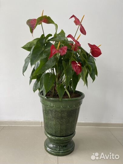 Антуриум и спатифиллум женское и мужское счастья