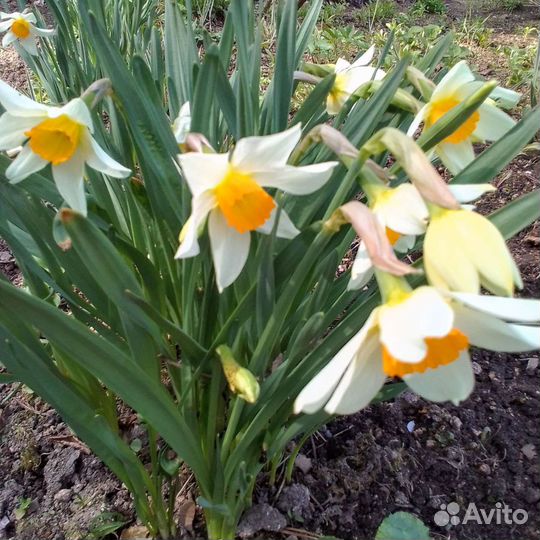 Луковицы нарциссов