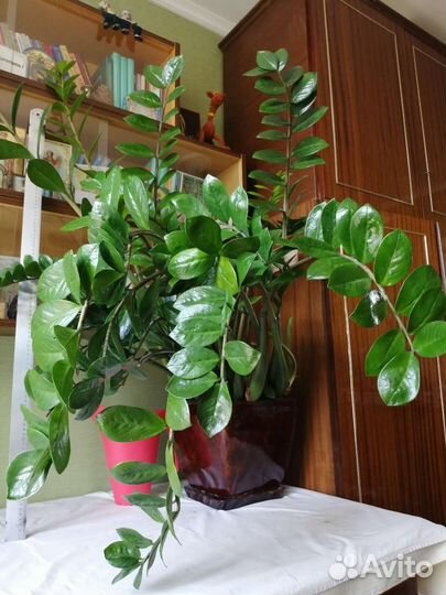 Комнатные растения