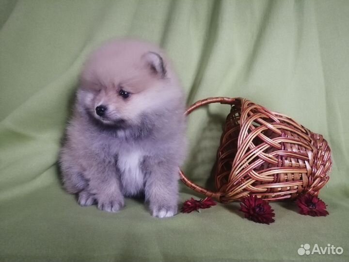 Щенки Немецкий малый шпиц